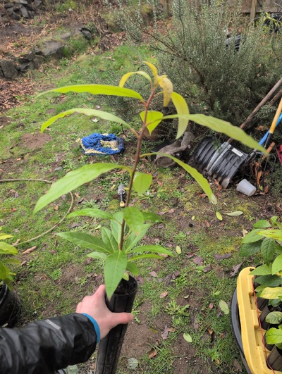 (February 16, 2026) Tree assigned -- ...and distributed.