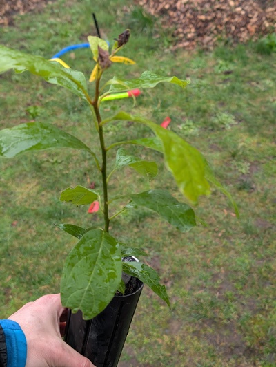 (February 17, 2026) Tree assigned -- ...and distributed.