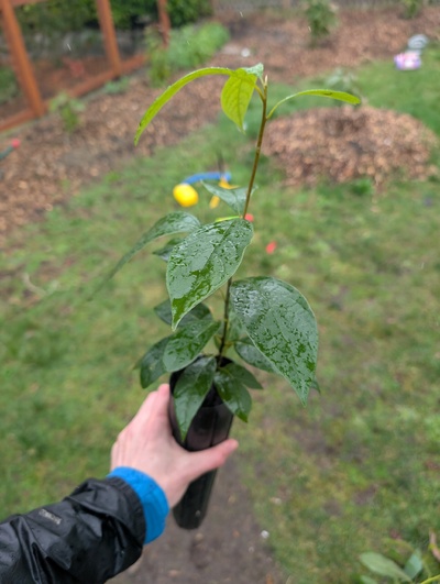 (February 17, 2026) Tree assigned -- ...and distributed.