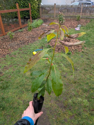 (February 17, 2026) Tree assigned -- ...and distributed.