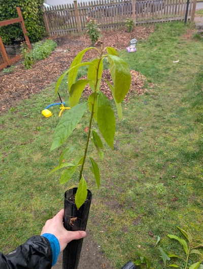 (February 17, 2026) Tree assigned -- ...and distributed.