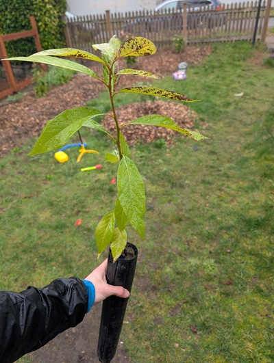 (February 17, 2026) Tree assigned -- ...and distributed.