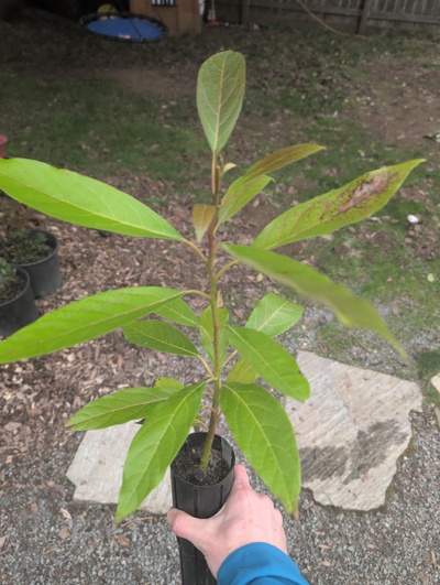 (February 20, 2026) Tree assigned -- ...and distributed.