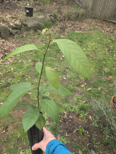 (February 20, 2026) Tree assigned -- ...and distributed.