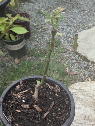 (February 20, 2026) Tree assigned -- ...and distributed.