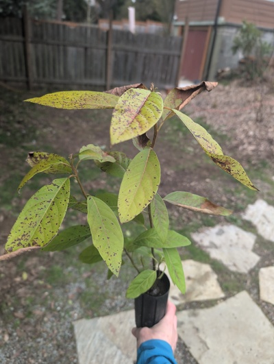 (February 20, 2026) Tree assigned -- ...and distributed.