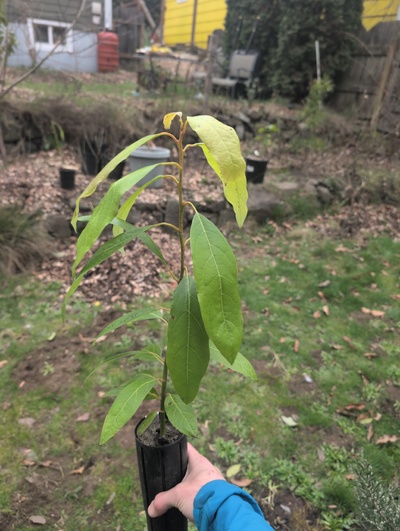 (February 20, 2026) Tree assigned -- ...and distributed.