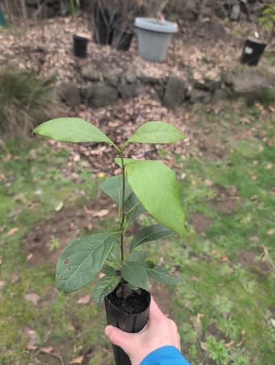 (February 20, 2026) Tree assigned -- ...and distributed.