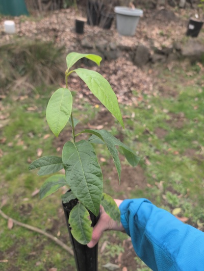 (February 20, 2026) Tree assigned -- ...and distributed.