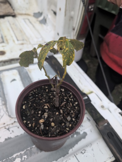 (February 20, 2026) Tree assigned -- ...and distributed.