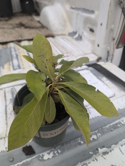 (February 20, 2026) Tree assigned -- ...and distributed.