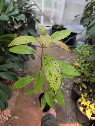 (February 21, 2026) Tree assigned -- ...and distributed.