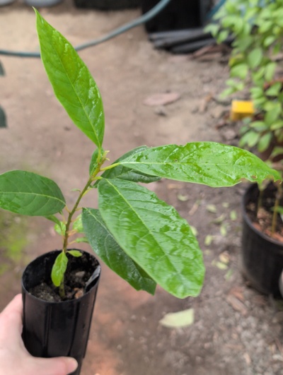 (February 21, 2026) Tree assigned -- ...and distributed.