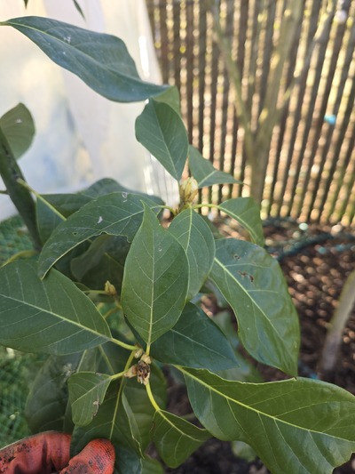 (February 27, 2026) Winter/PreSpring -- Used a frost cover from December through 2/27. No clear damage. Will continue to monitor temps.