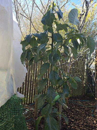 (February 27, 2026) Winter/PreSpring -- Looking healthy after a warm winter in 97202.