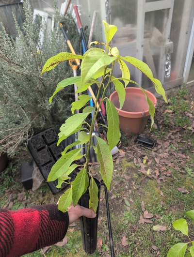 (March 3, 2026) Tree assigned -- ...and distributed.