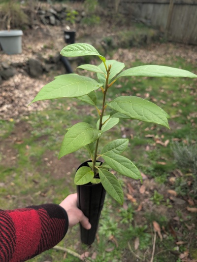 (March 3, 2026) Tree assigned -- ...and distributed.