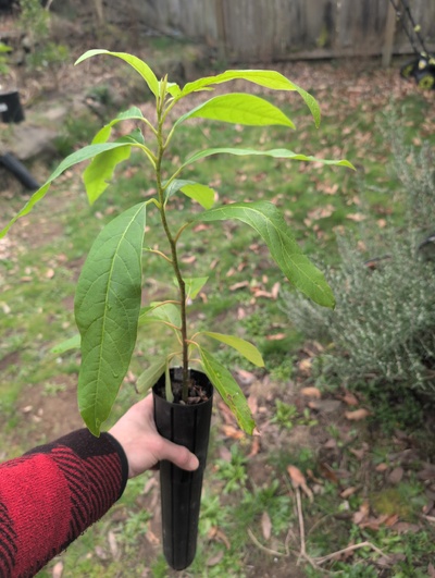 (March 3, 2026) Tree assigned -- ...and distributed.