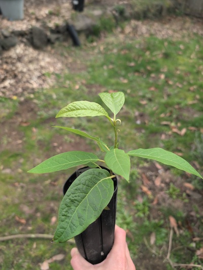 (March 3, 2026) Tree assigned -- ...and distributed.