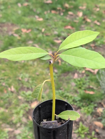 (March 3, 2026) Tree assigned -- ...and distributed.