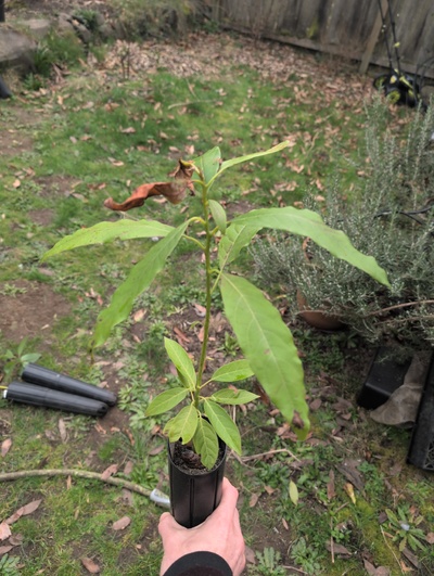 (March 3, 2026) Tree assigned -- ...and distributed.