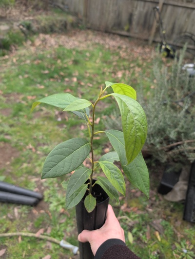 (March 3, 2026) Tree assigned -- ...and distributed.