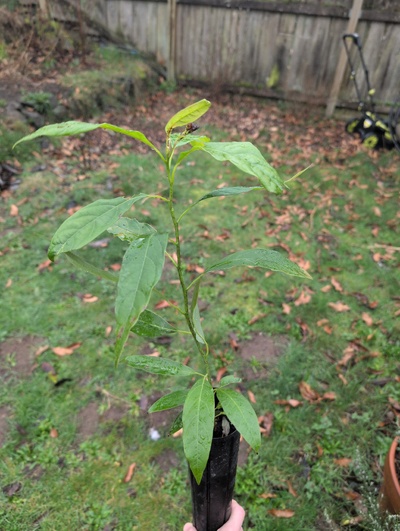 (March 4, 2026) Update -- Still alive 