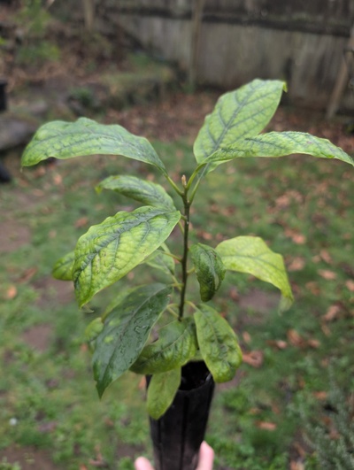 (March 4, 2026) Update -- Looks a bit root rottish but hopefully will bounce back