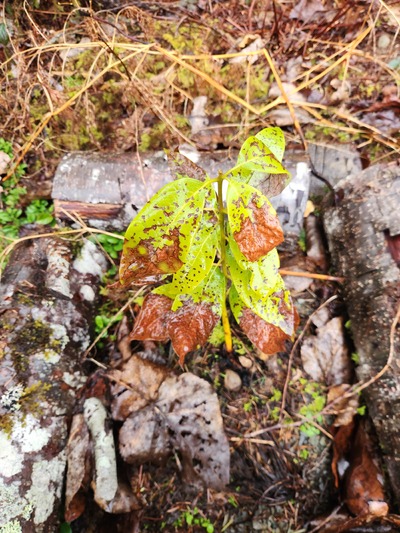 (March 4, 2026) Winter Survival Pic -- Doing OK here in Monroe, though there was only a thin layer of leaves at the base for protection. About a foot high.