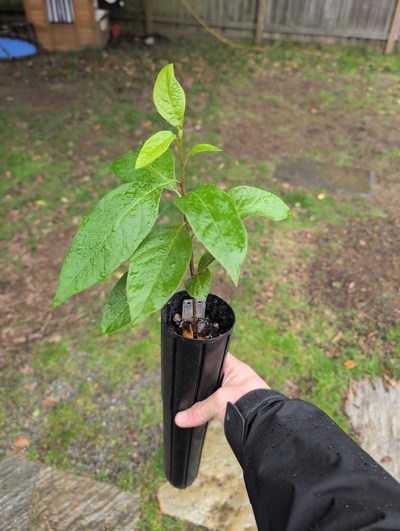 (March 8, 2026) Tree assigned -- ...and distributed.