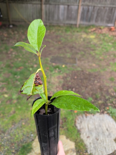 (March 8, 2026) Tree assigned -- ...and distributed.