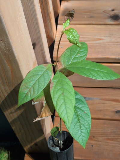 (March 12, 2026) Update -- Alive