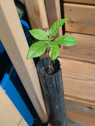 (March 12, 2026) Update -- Alive, and runty