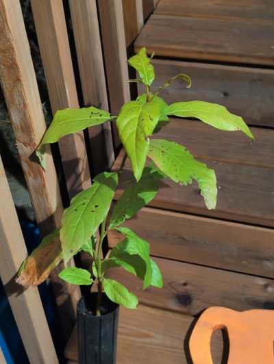 (March 12, 2026) Update -- Alive