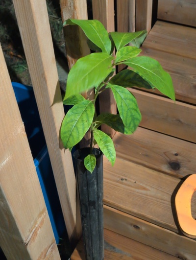 (March 12, 2026) Update -- Alive