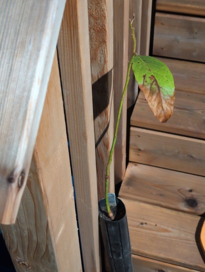 (March 12, 2026) Update -- Almost entirely defoliated over winter