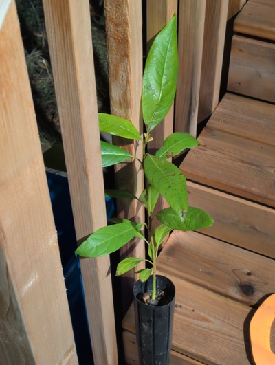 (March 12, 2026) Update -- Alive