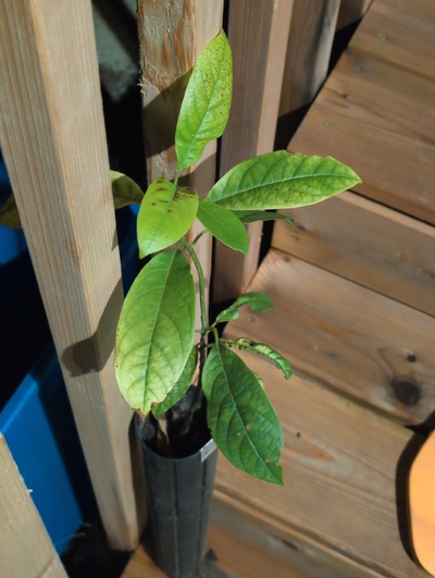 (March 12, 2026) Update -- Not looking so happy, but it's alive 