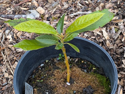 (March 12, 2026) Update -- Still pretty slow growing, maybe THIS is the year it'll take off more?