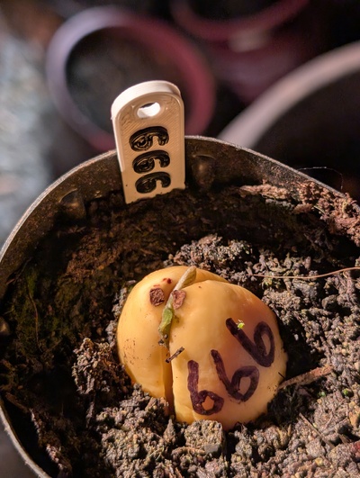 (March 14, 2026) Update -- Starting to sprout.