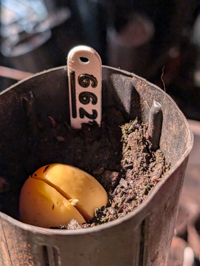 (March 14, 2026) Update -- Sprouting