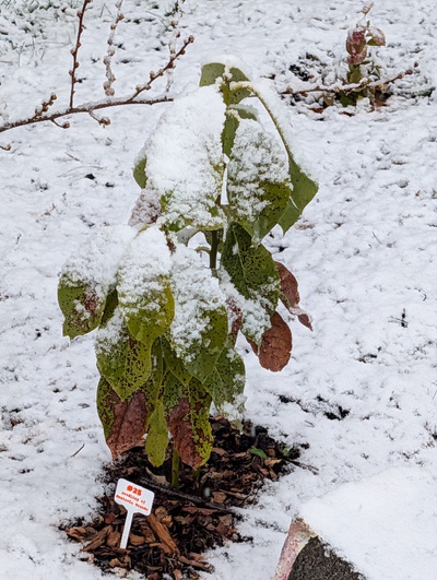 (March 14, 2026) Update -- Snow day today