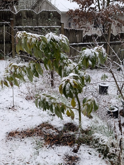 (March 14, 2026) Update -- Snow