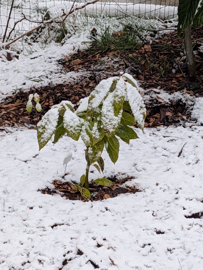 (March 14, 2026) Update -- Snow