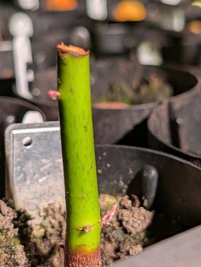 (March 15, 2026) Update -- Graft failed but it's pushing some new growth now.