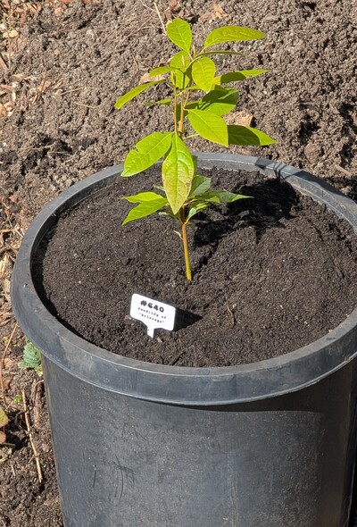 (March 23, 2026) Update  -- Was potted up today