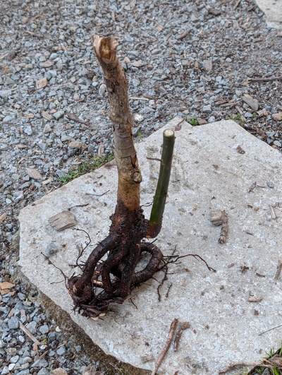 (April 8, 2026) Culled -- I got tired of watching this thing melt at the mildest frost. 