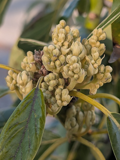 (April 10, 2026) Update -- Excessive flowers again, despite some bud damage on some branches