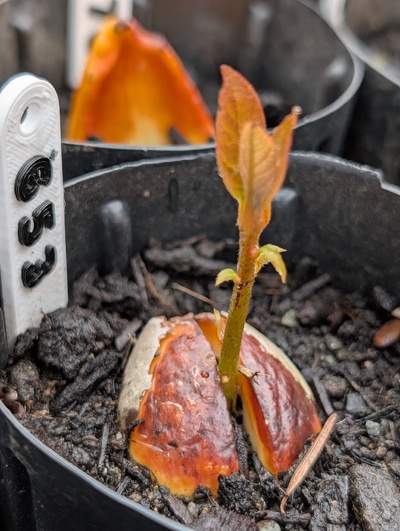 (April 22, 2026) Update -- Sprouting nicely