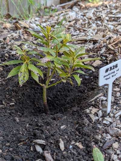 (April 27, 2026) Update -- Seems ok 